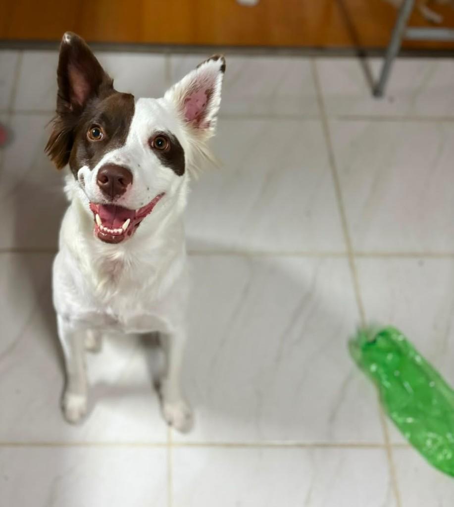 Chica, cadela de porte pequeno para adoção em Caxias do Sul - RS