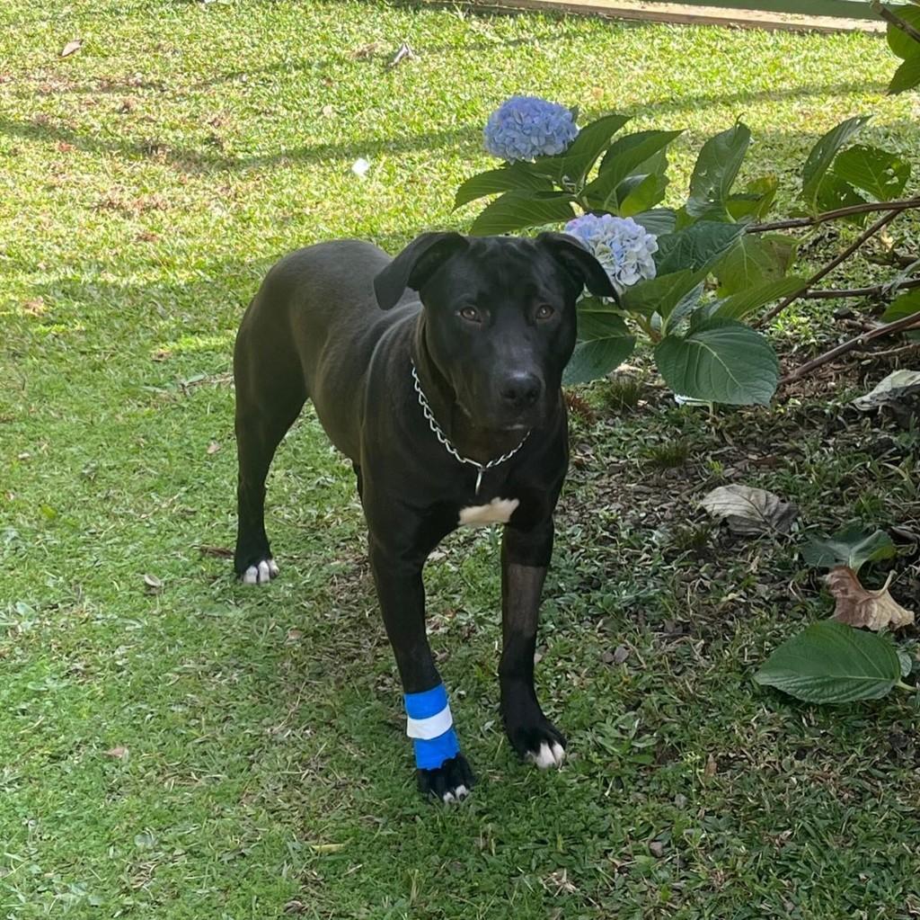 Jack, cachorro de porte médio para adoção em Caxias do Sul - RS