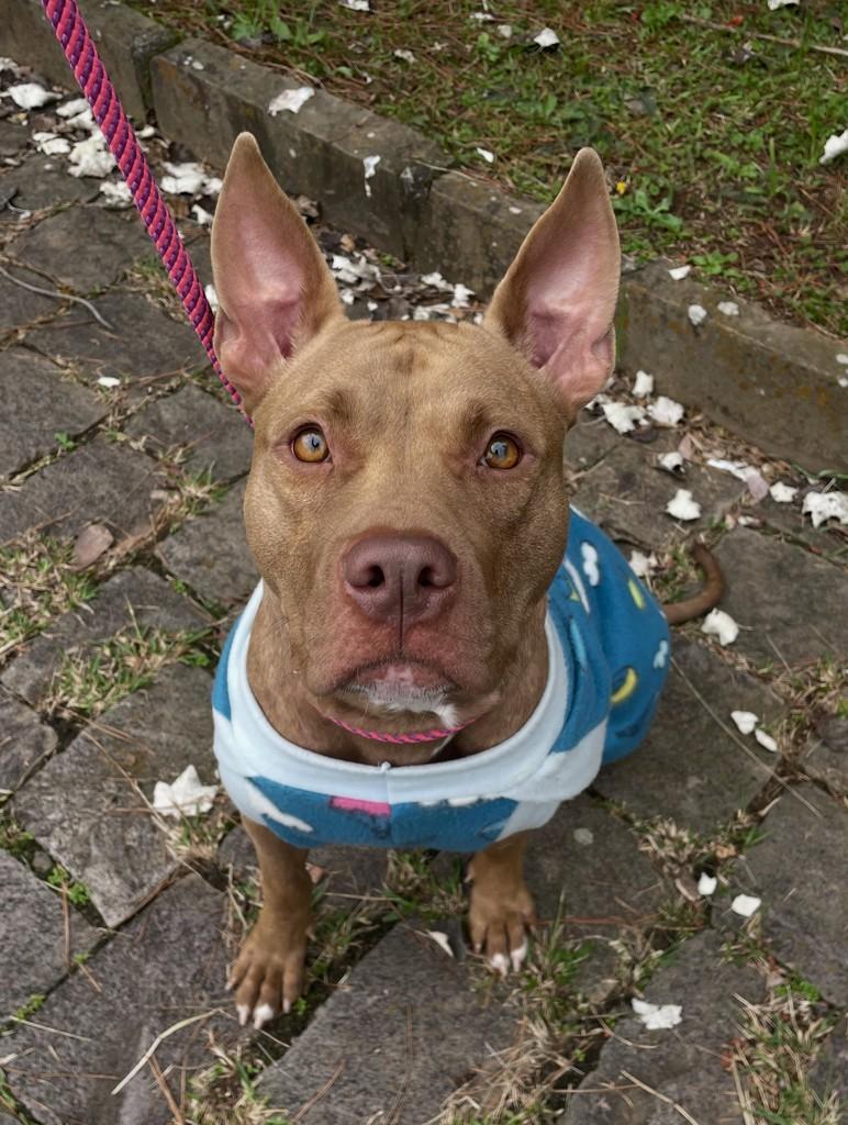 Jasmin, cachorro de porte médio para adoção em Caxias do Sul - RS
