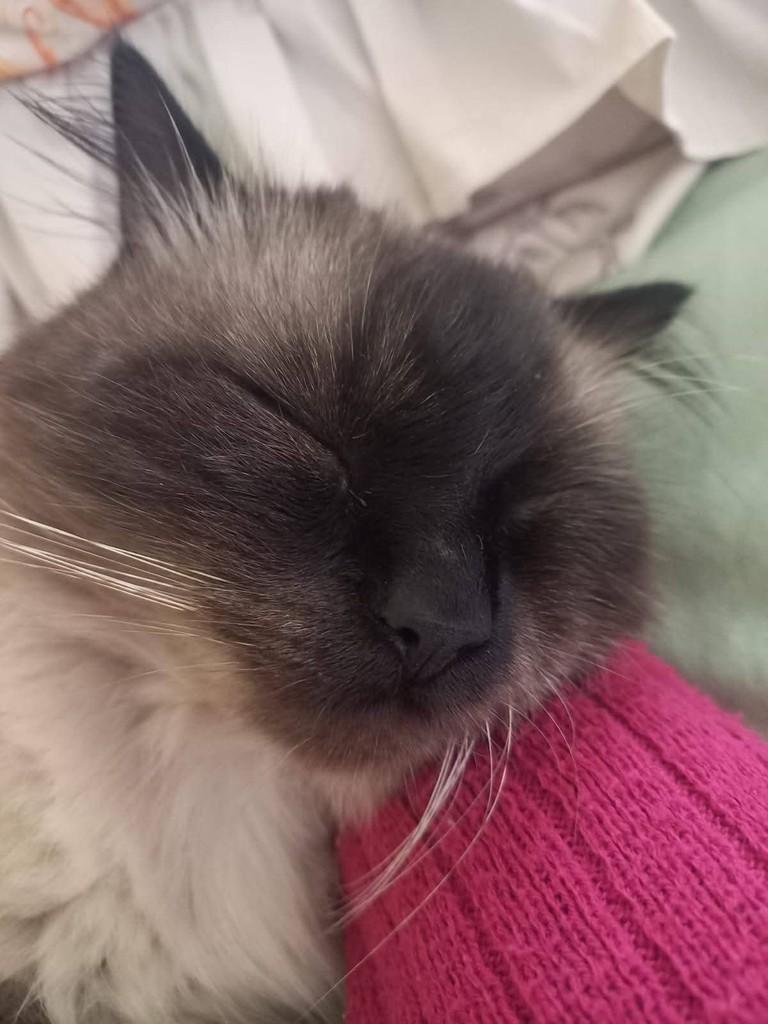 Dentinho, gato de porte pequeno para adoção em Caxias do Sul - RS