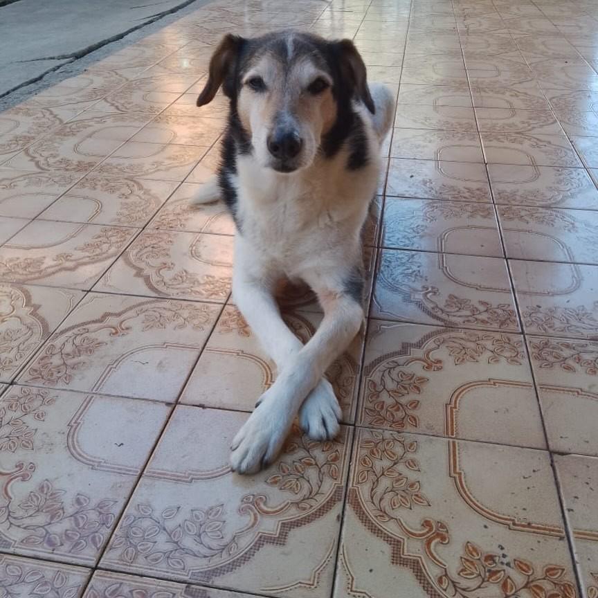 Billy, cachorro de porte grande para adoção em Caxias do Sul - RS