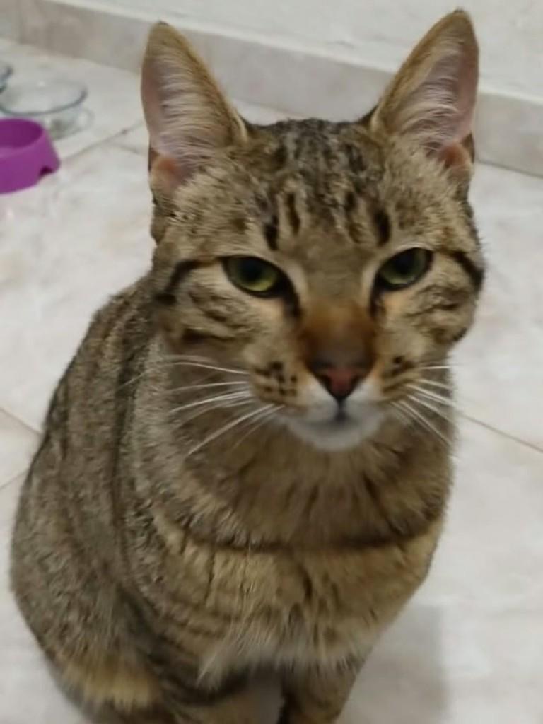 Mimi, gato de porte pequeno para adoção em Caxias do Sul - RS