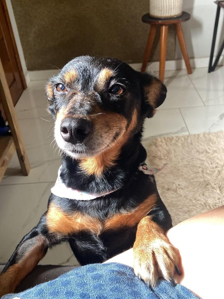 Pretinha, cadela de porte pequeno para adoção em Santo Cristo - RS — foto 2 de 5