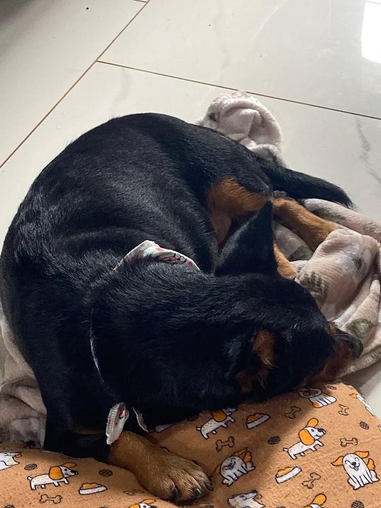 Pretinha, cadela de porte pequeno para adoção em Santo Cristo - RS — foto 5 de 5