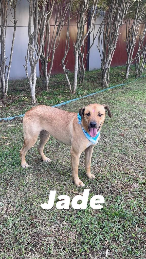 Jade, cachorro de porte médio para adoção em Criciúma - SC