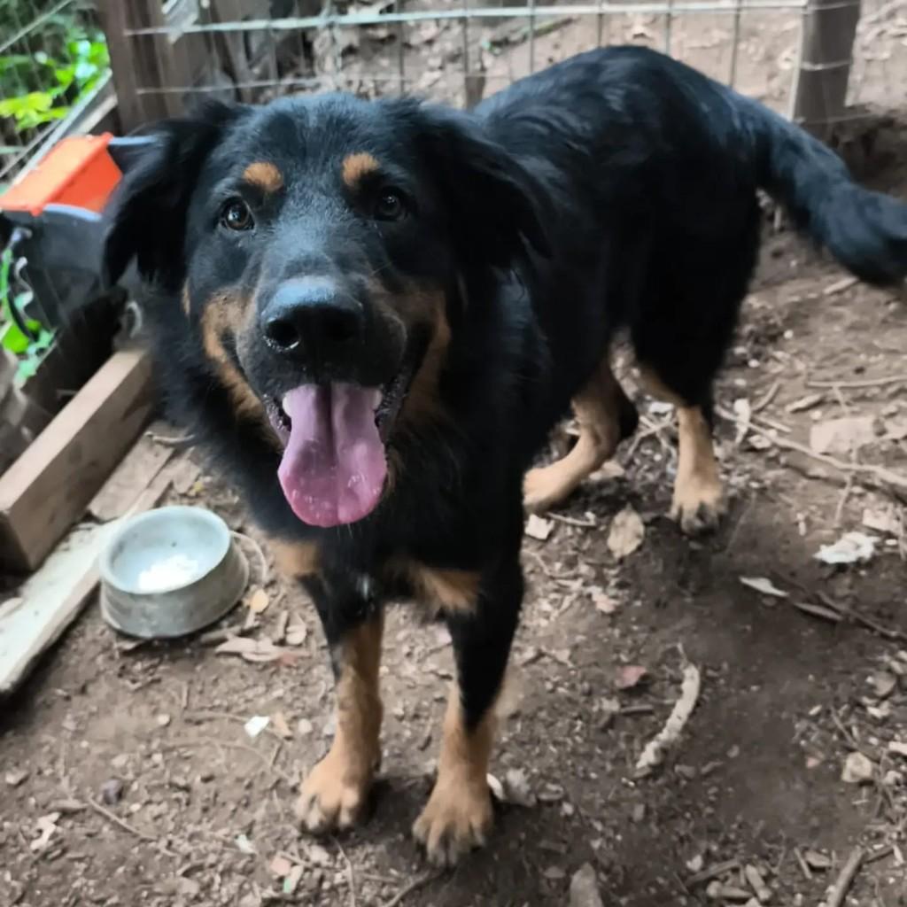 Lobo, cachorro de porte grande para adoção em Florianópolis - SC