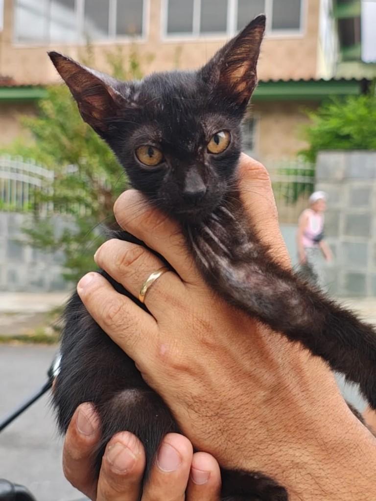 Café, gato de porte pequeno para adoção em Rio de Janeiro - RJ
