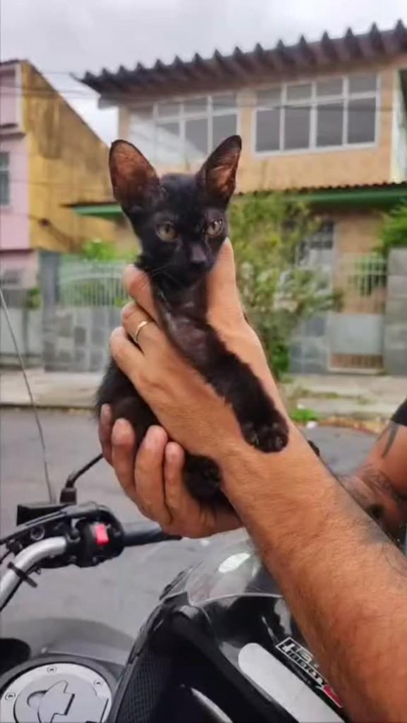 Cafézinho, gato de porte pequeno para adoção em Rio de Janeiro - RJ