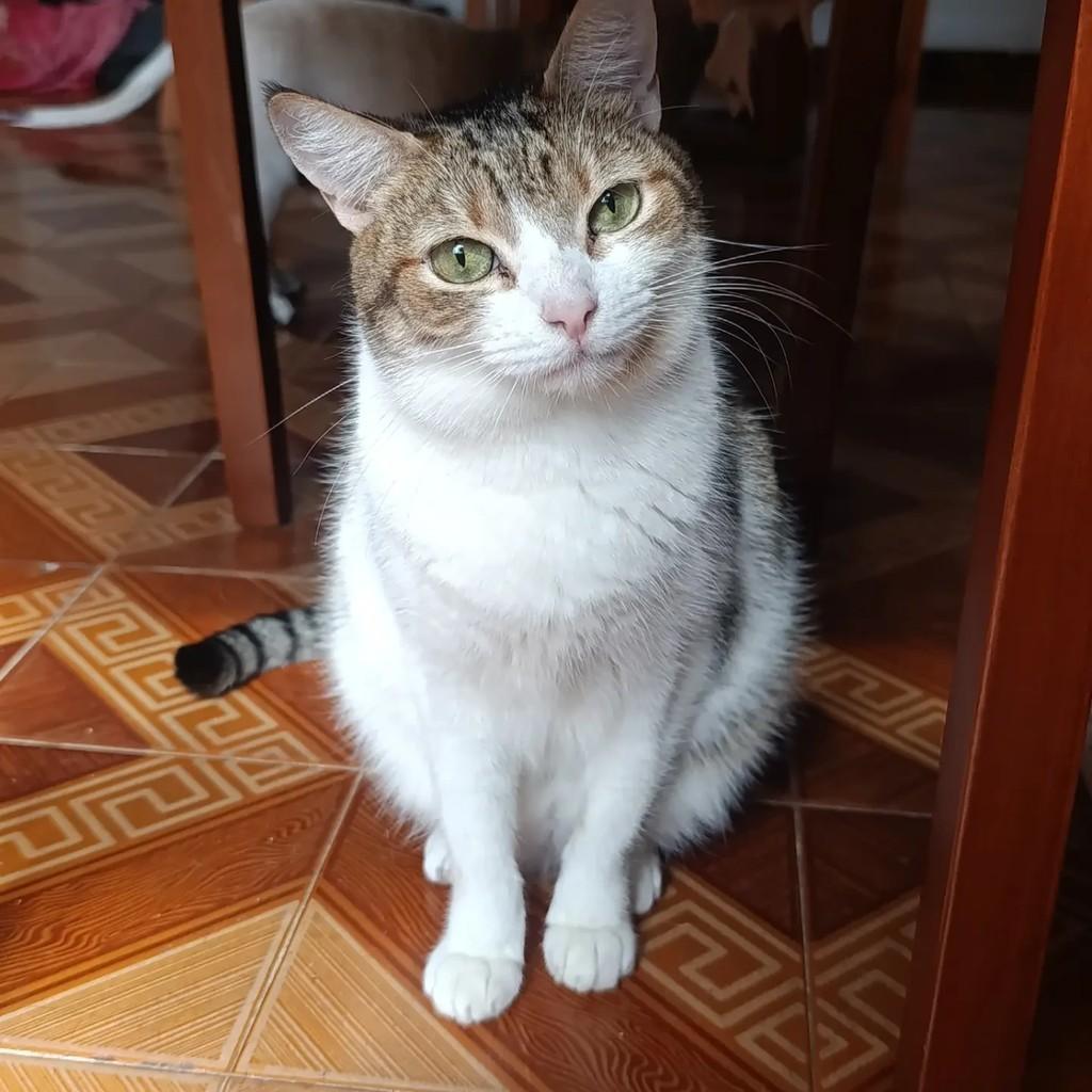 Chili, gata de porte médio para adoção em Rio de Janeiro - RJ