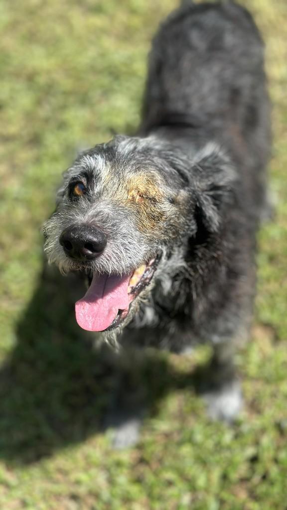 Marchinha, cachorro de porte médio para adoção em São Paulo - SP