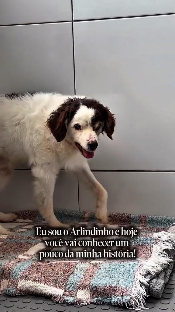 Arlindinho, cachorro de porte médio para adoção em São Paulo - SP