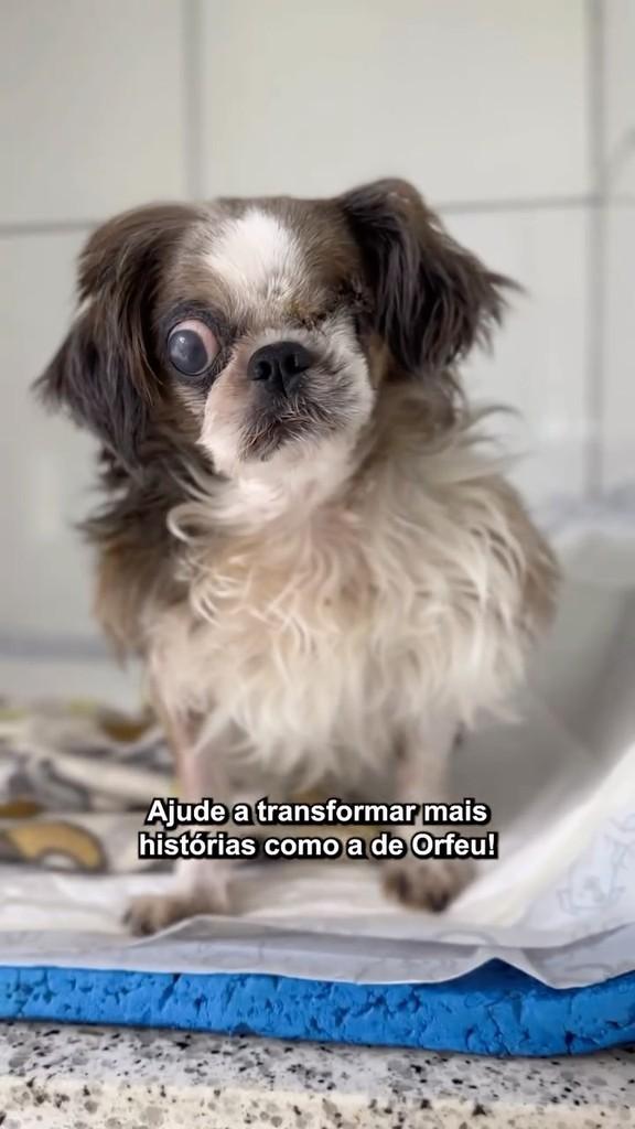 Orfeu, cachorro de porte médio para adoção em São Paulo - SP