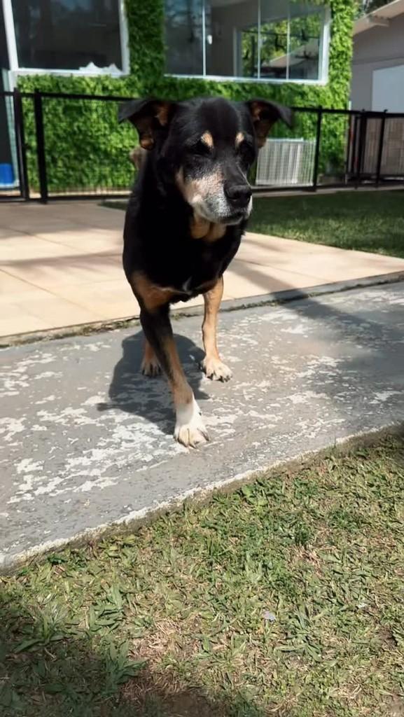 Rex, cachorro de porte médio para adoção em São Paulo - SP