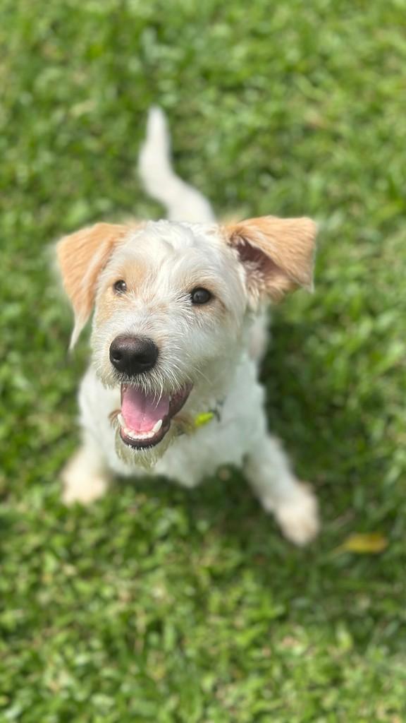 Sagu, cachorro de porte pequeno para adoção em São Caetano do Sul - SP