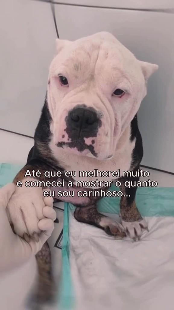Yoda, cachorro de porte médio para adoção em São Paulo - SP