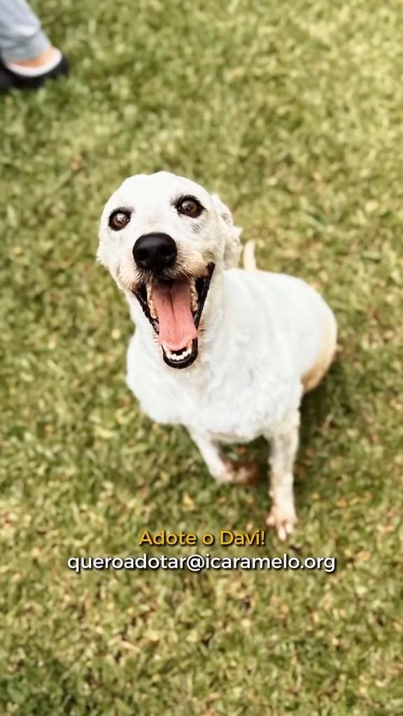 Davi, cachorro de porte pequeno para adoção em São Paulo - SP