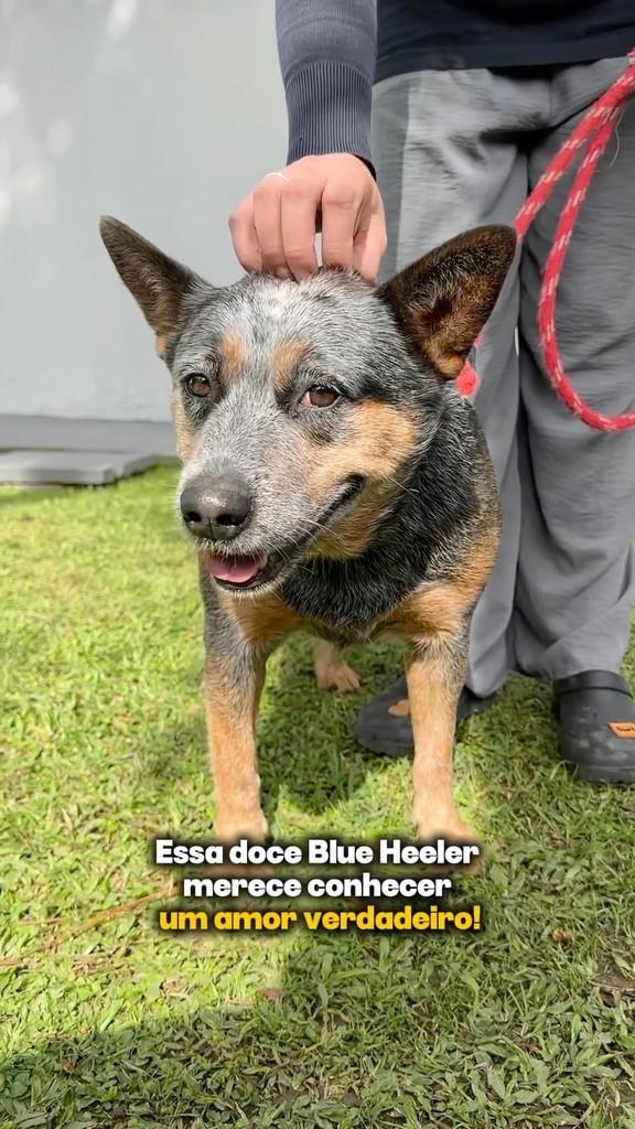 Belinda, cachorro de porte médio para adoção em São Paulo - SP