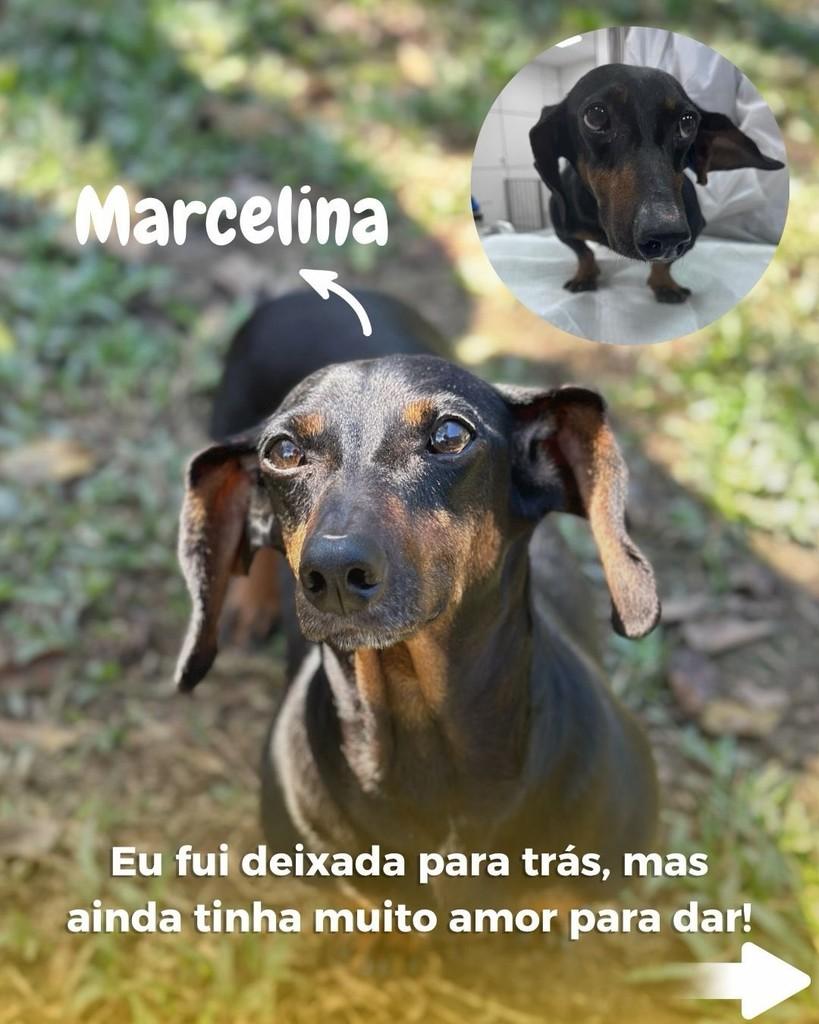 Marcelina, cachorro de porte pequeno para adoção em São Paulo - SP