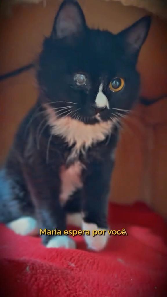 Maria, gato de porte pequeno para adoção em São Paulo - SP