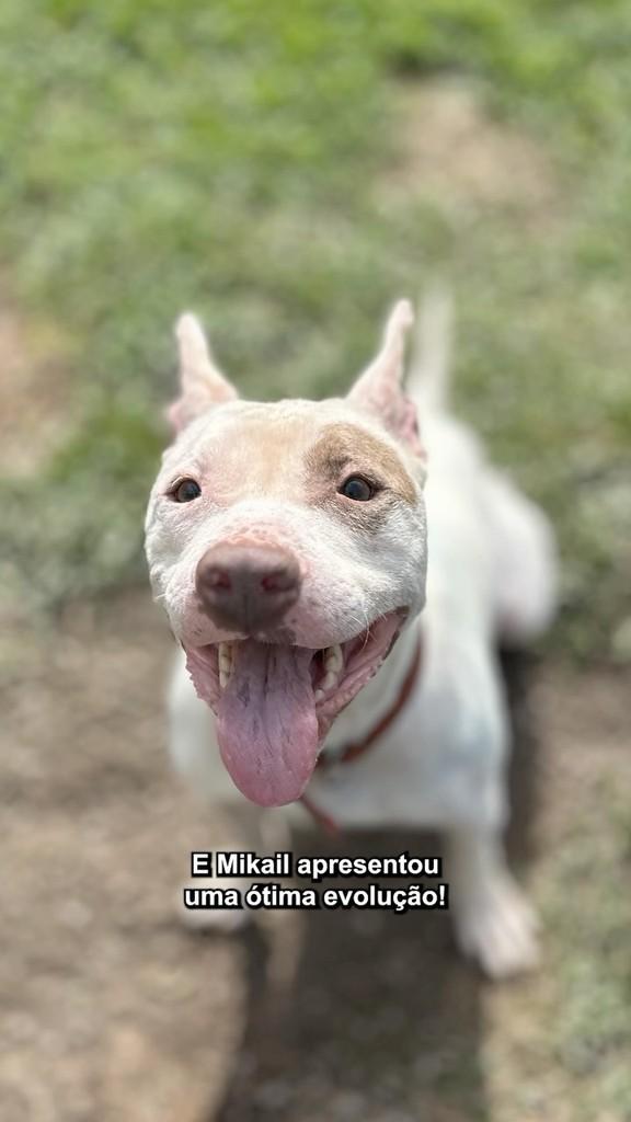 Mikail, cachorro de porte médio para adoção em São Paulo - SP
