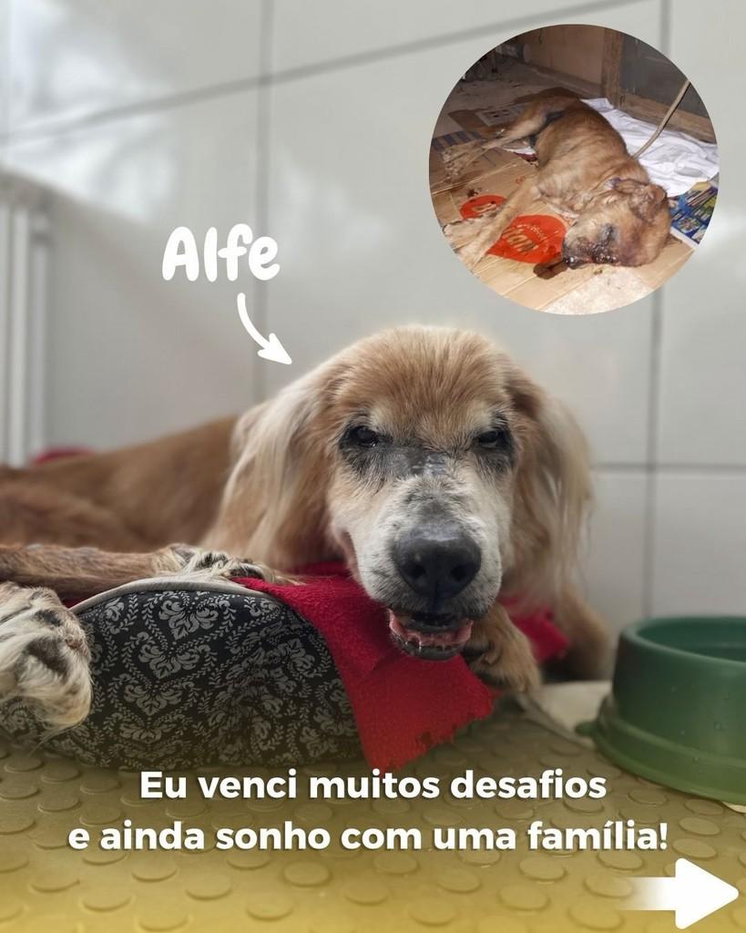 Alfe, cachorro de porte médio para adoção em São Paulo - SP