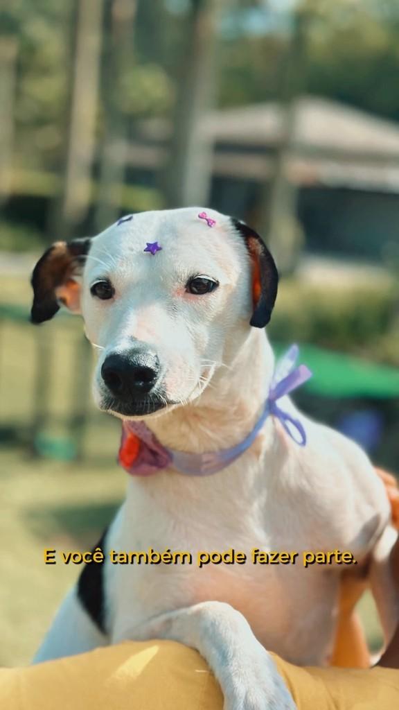 Thaeme, cachorro de porte médio para adoção em São Paulo - SP