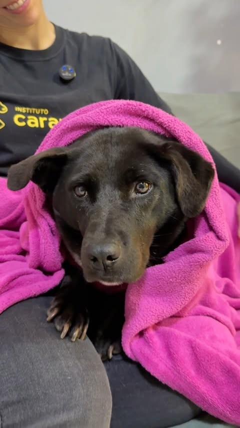 Felina, cachorro de porte médio para adoção em São Paulo - SP