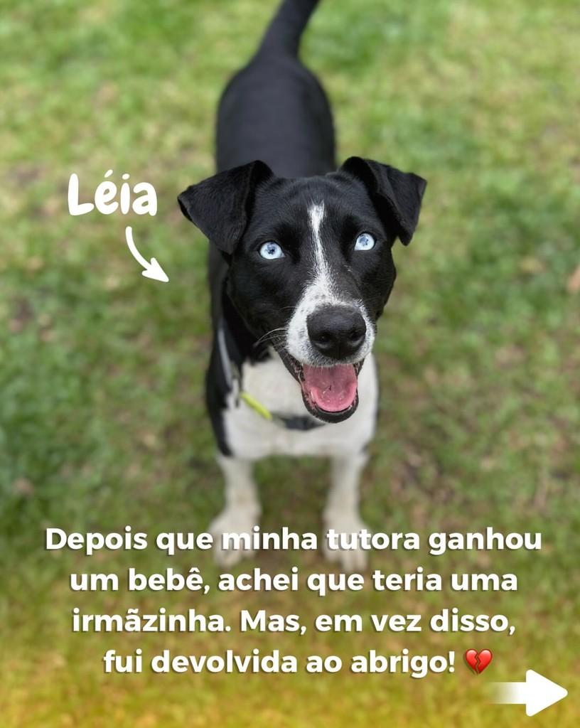 Léia, cadela de porte médio para adoção em São Paulo - SP