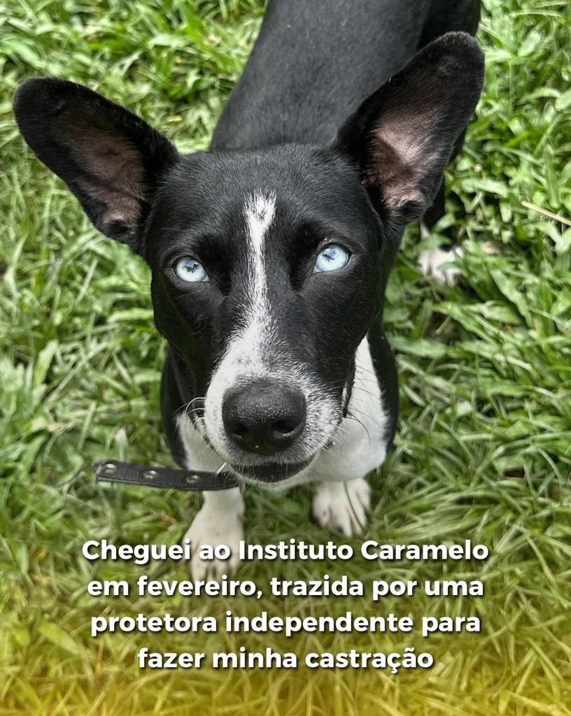 Léia, cadela de porte médio para adoção em São Paulo - SP — foto 2 de 2