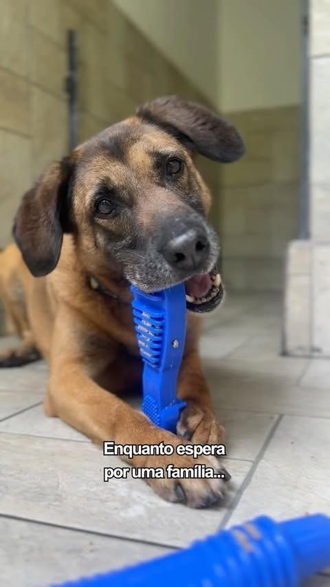 Pistache, cachorro de porte médio para adoção em São Paulo - SP