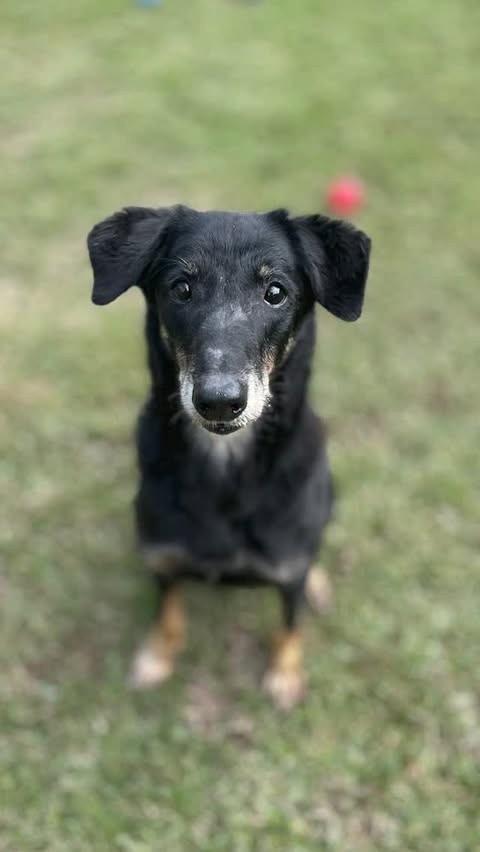 Sofio, cachorro para adoção em São Paulo - SP