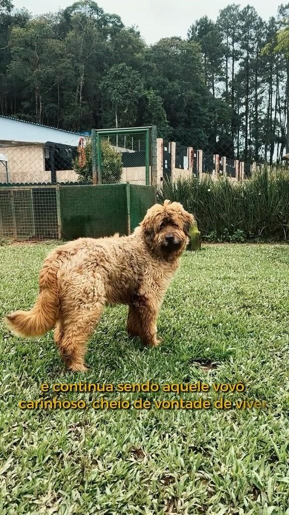 Nick Fury, cachorro de porte médio para adoção em São Paulo - SP