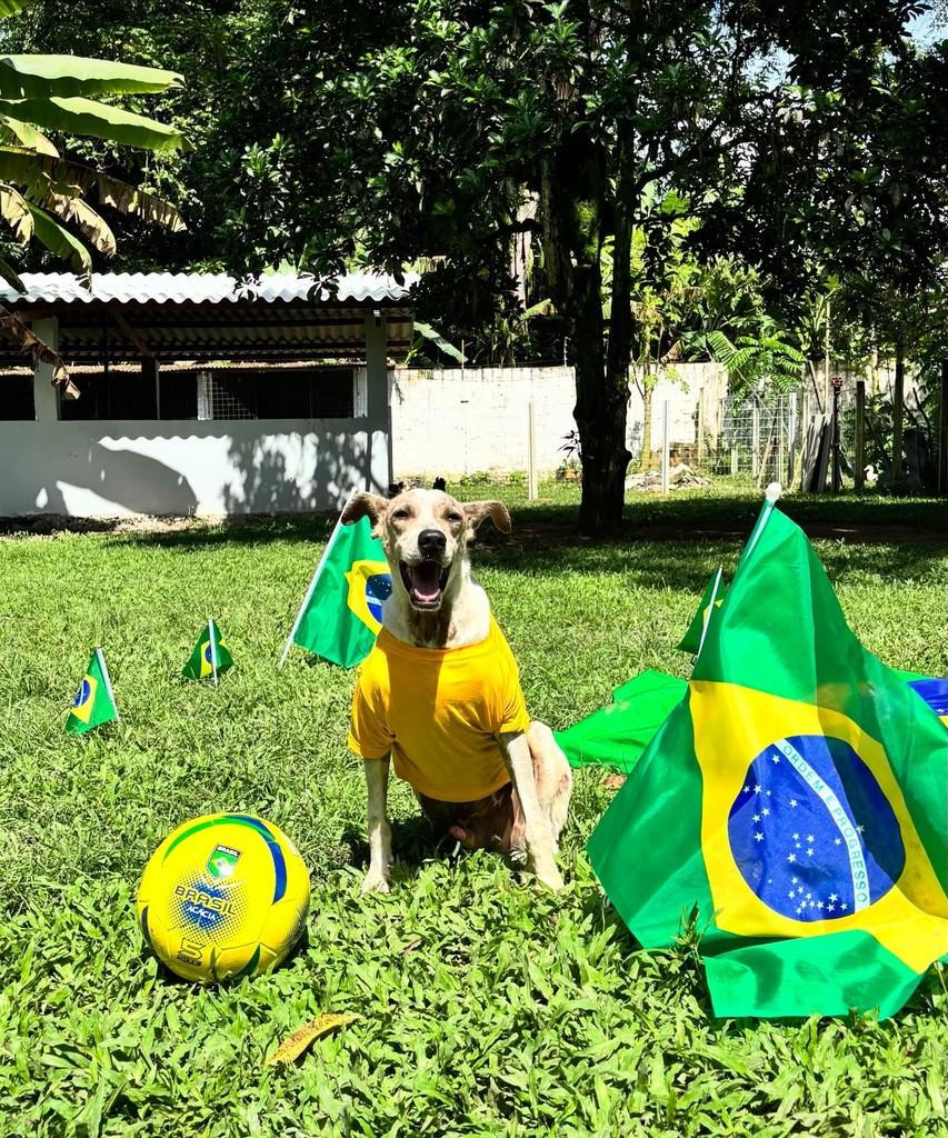 Marley, cachorro de porte médio para adoção em Recife - PE