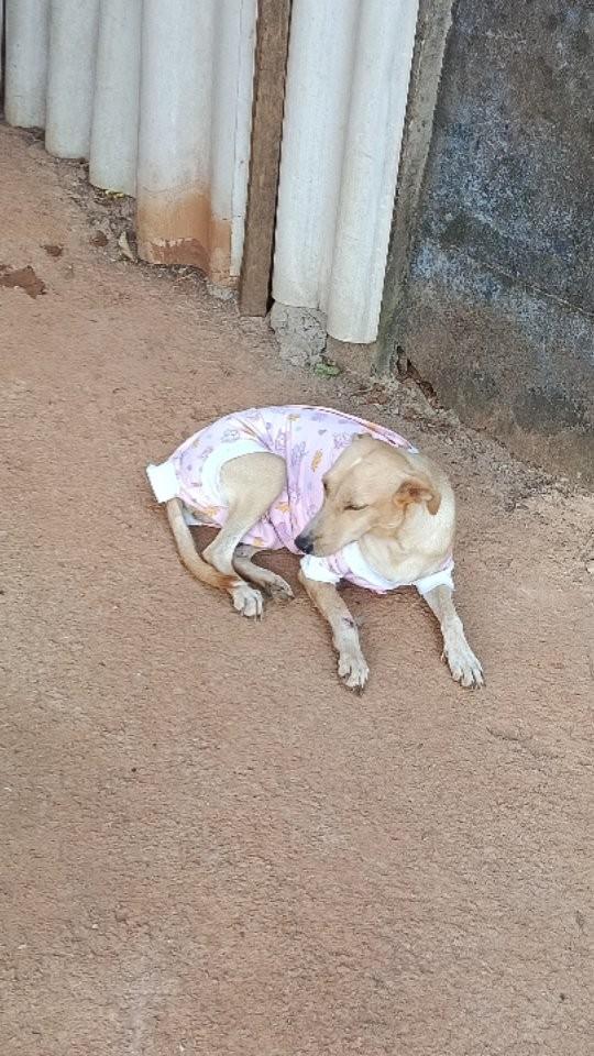 Bela, cachorro de porte pequeno para adoção em Santa Terezinha de Goiás - GO