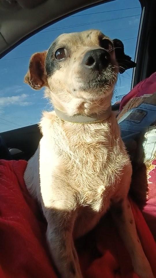 Floquinho, cachorro de porte pequeno para adoção em Santa Terezinha de Goiás - GO