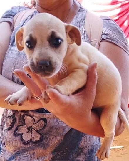 Lari, cadela de porte médio para adoção em Santa Terezinha de Goiás - GO