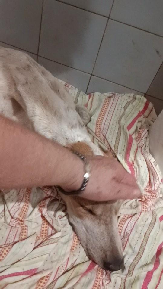 Antônio, cachorro de porte médio para adoção em Santa Terezinha de Goiás - GO