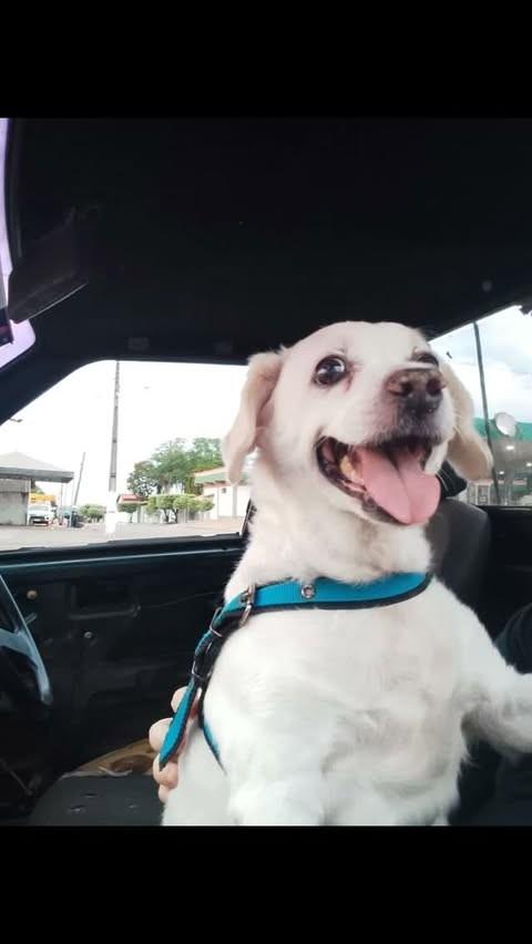 Smel, cachorro de porte médio para adoção em Santa Terezinha de Goiás - GO