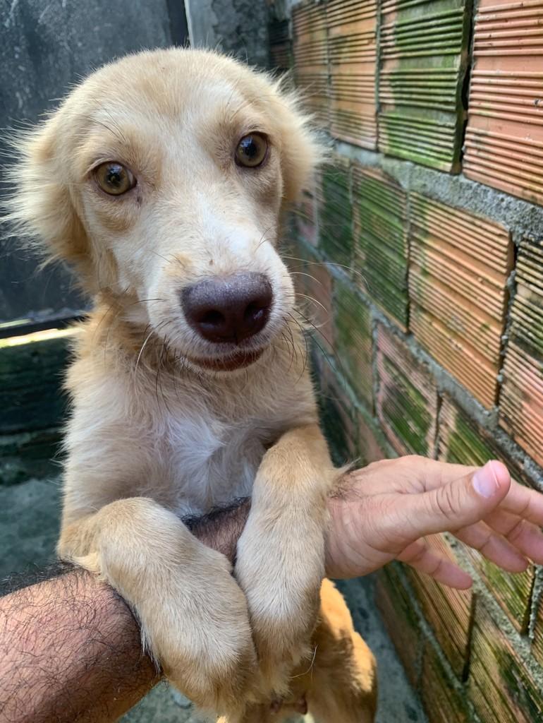 Ruth, cachorro de porte pequeno para adoção em Manaus - AM