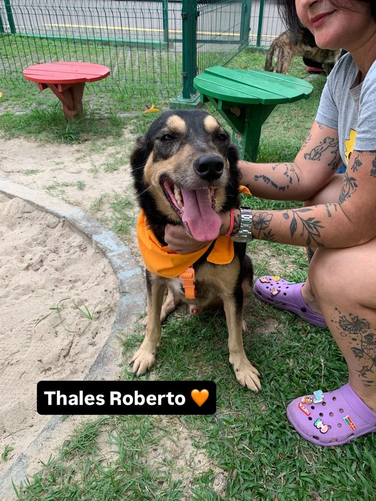 Thales Roberto, cachorro de porte médio para adoção em Manaus - AM