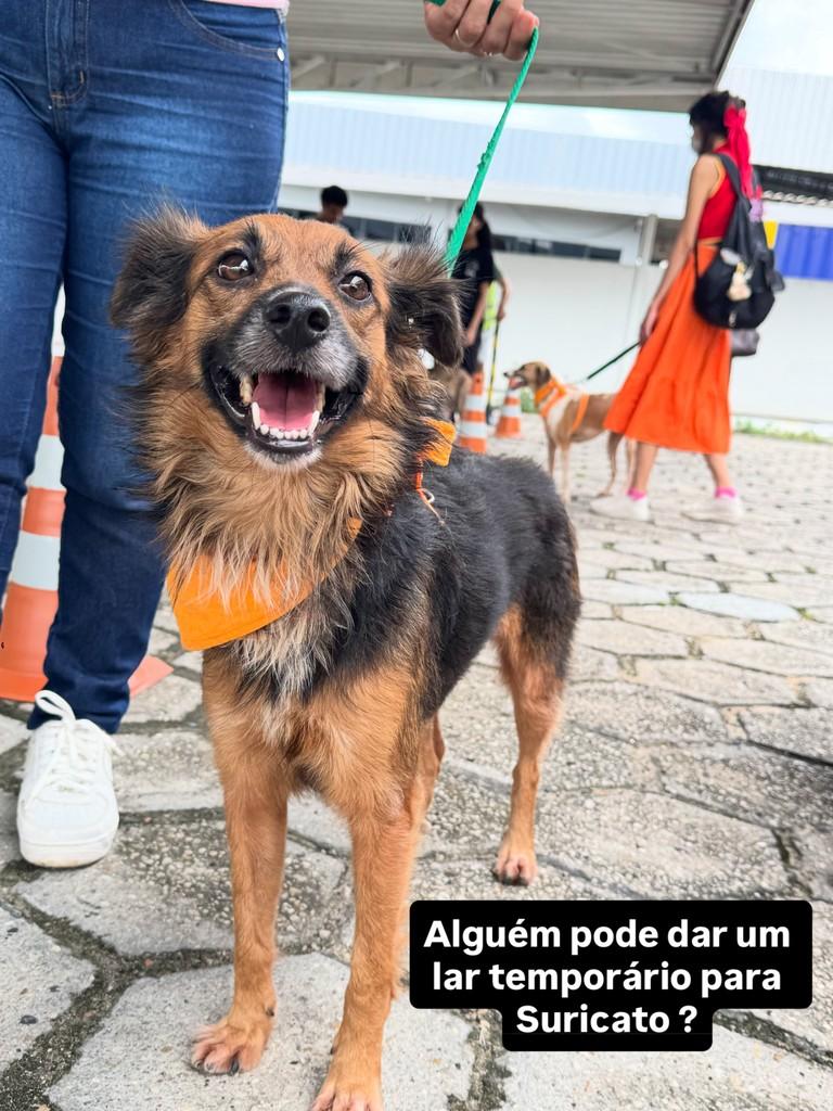 Suricato, cachorro de porte médio para adoção em Manaus - AM