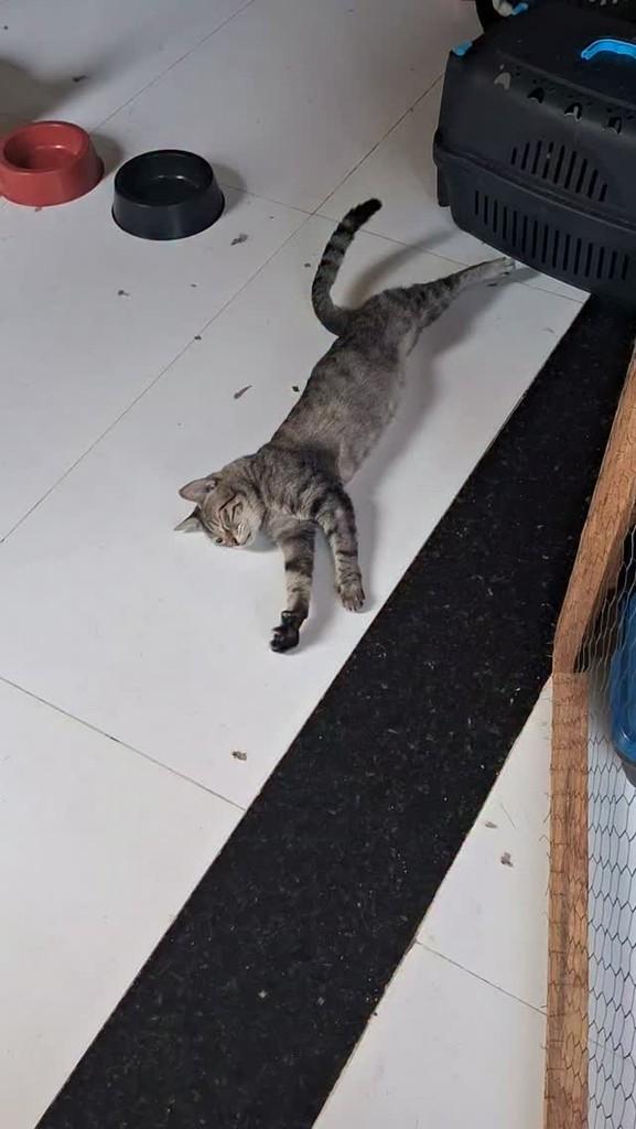 Moniquinha, gata de porte pequeno para adoção em Manaus - AM