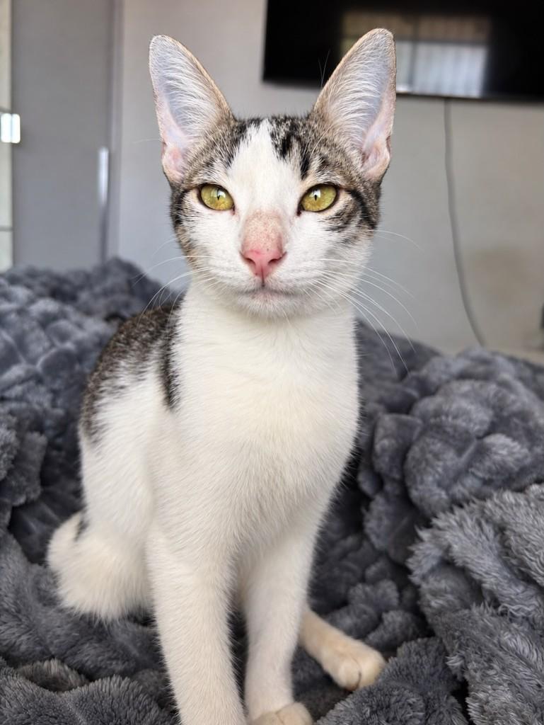 Cibelo, gato de porte pequeno para adoção em Manaus - AM
