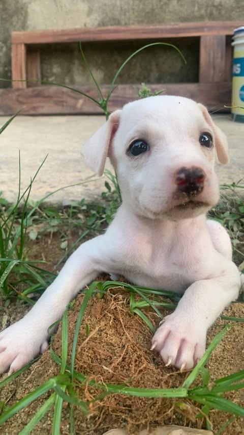 Yuki, cachorro de porte pequeno para adoção em Manaus - AM