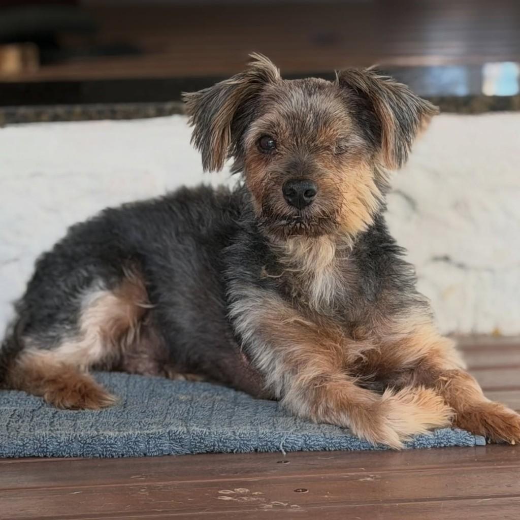 Nhoc, cachorro de porte pequeno para adoção em Canoas - RS