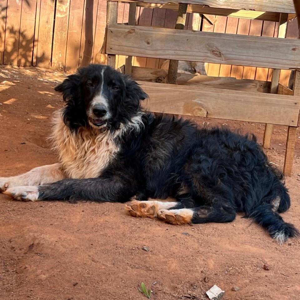 Delegado, cachorro de porte grande para adoção em Porto Alegre - RS