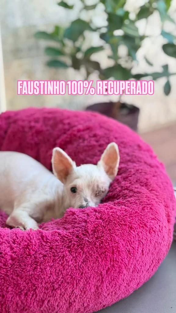 Faustinho, cachorro de porte pequeno para adoção em Porto Alegre - RS
