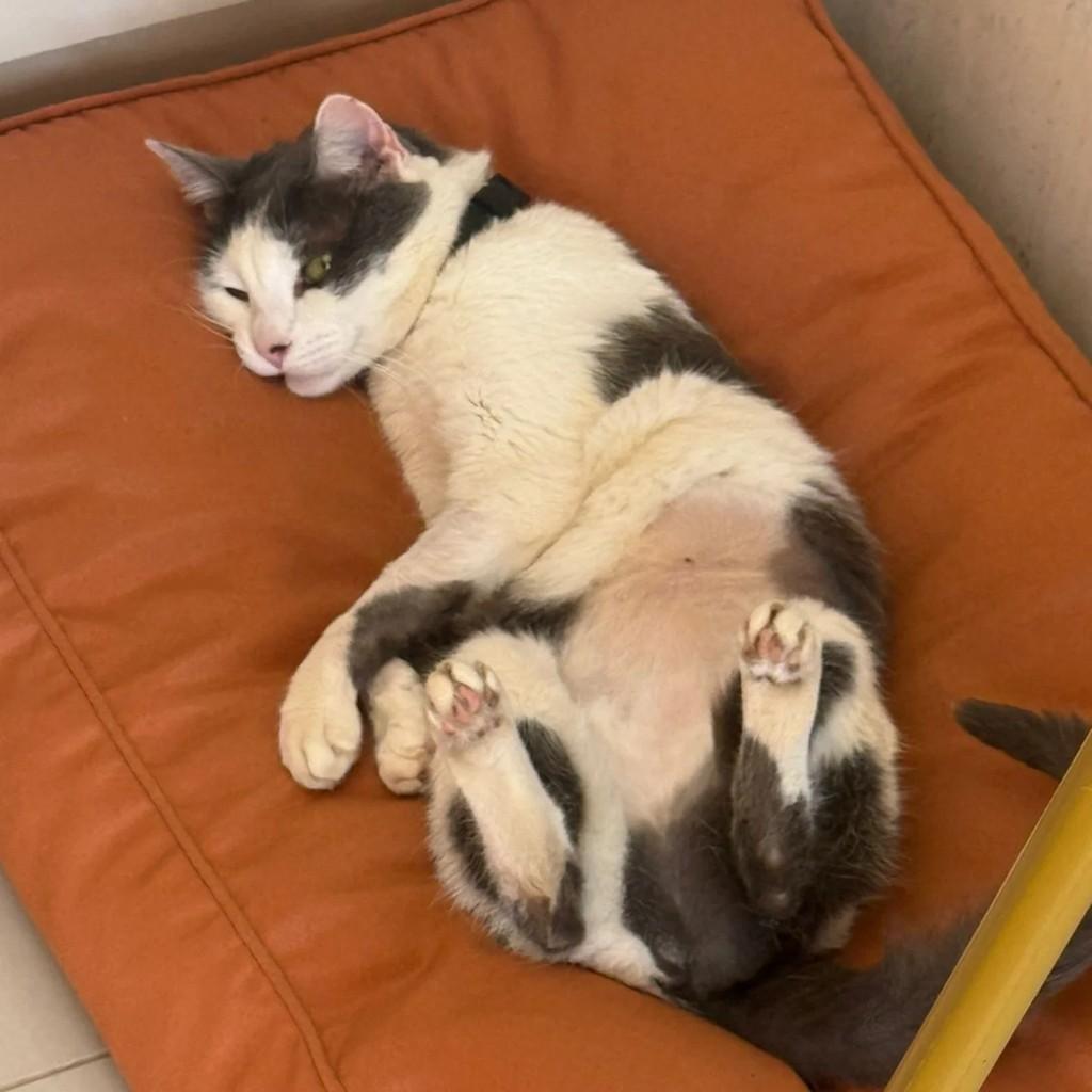 Duda, gato de porte médio para adoção em São José do Rio Preto - SP