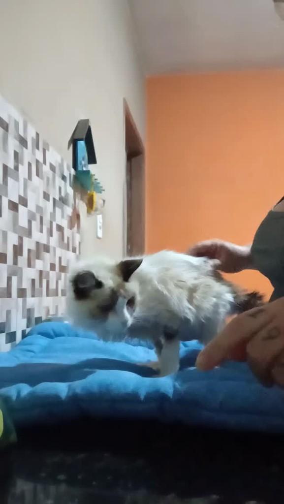 Manoel Antunes, gato de porte pequeno para adoção em São José do Rio Preto - SP