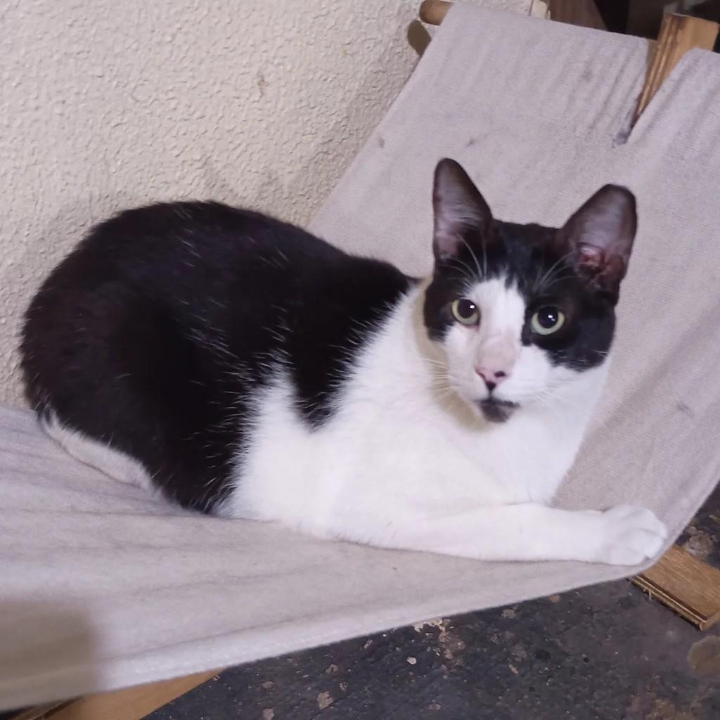 Monange, gato de porte pequeno para adoção em São José do Rio Preto - SP